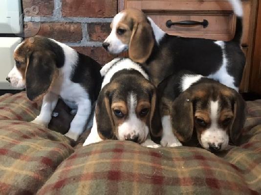 PoulaTo: Πανέμορφα κουτάβια Beagle.